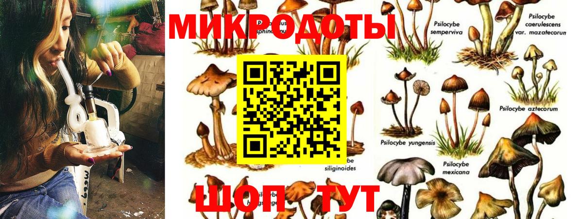 Псилоцибиновые грибы Psilocybine cubensis Медногорск